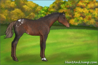 Horse Color:Liver Chestnut Appaloosa