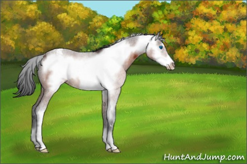 Horse Color:Brown Roan Sabino Frame Appaloosa Rabicano 