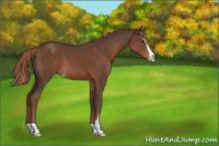 Horse Color:Liver Chestnut Sabino Varnish 