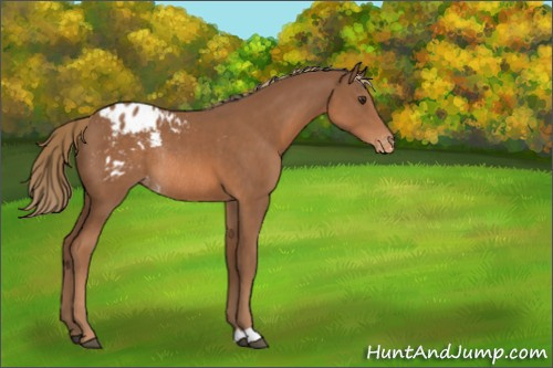 Horse Color:Chestnut Blanket Rabicano 