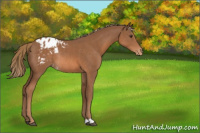Horse Color:Chestnut Appaloosa Rabicano