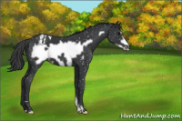 Horse Color:Black Frame Appaloosa