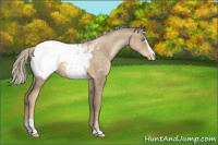 Horse Color:Chocolate Palomino Pearl Sabino Appaloosa 