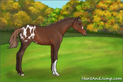 Horse Color:Liver Chestnut Appaloosa 