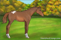 Horse Color:Chestnut Appaloosa