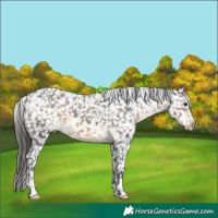 Horse Color:Buckskin Appaloosa 