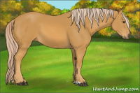Horse Color:Palomino