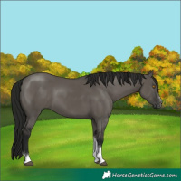 Horse Color:Gray Grullo Sabino Tobiano Rabicano