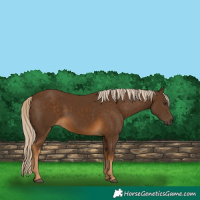 Horse Color:Chocolate Palomino 
