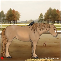 Horse Color:Red Roan