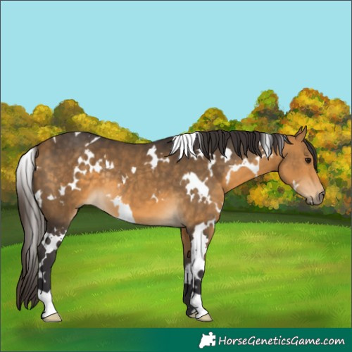 Horse Color:White Spotted Buckskin 