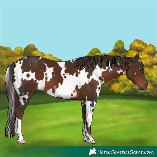 Horse Color:White Spotted Liver Chestnut
