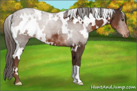 Horse Color:White Spotted Liver Chestnut Appaloosa 