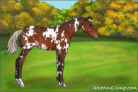 Horse Color:White Spotted Silver Bay Varnish 