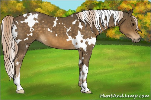Horse Color:White Spotted Chocolate Palomino