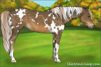 Horse Color:White Spotted Chocolate Palomino