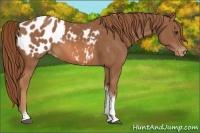 Horse Color:Chestnut Tobiano Appaloosa 