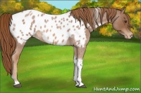 Horse Color:Red Roan Tobiano Near Leopard 