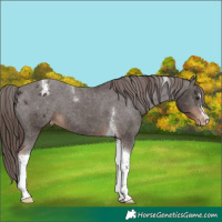 Horse Color:Liver Chestnut Tobiano Varnish 
