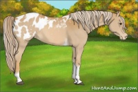 Horse Color:Palomino Tobiano Appaloosa 