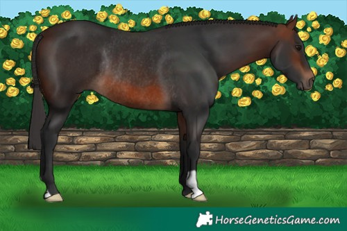 Horse Color:Brown Rabicano 