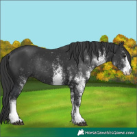 Horse Color:White Spotted Black Rabicano 