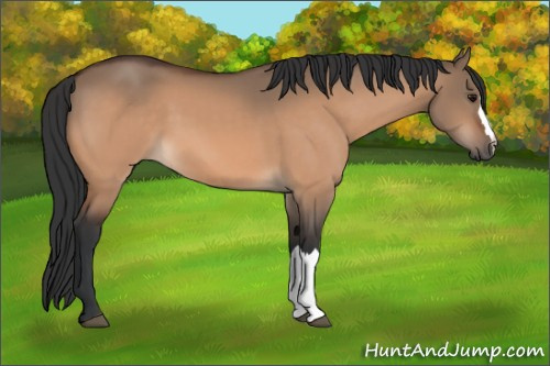 Horse Color:Unknown 