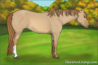 Horse Color:Unknown 