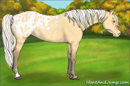 Horse Color:Silver Buckskin Dun Sabino Appaloosa 