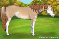 Horse Color:Red Dun Sabino 