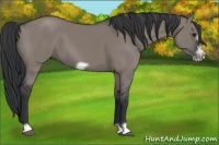 Horse Color:Grullo Frame 