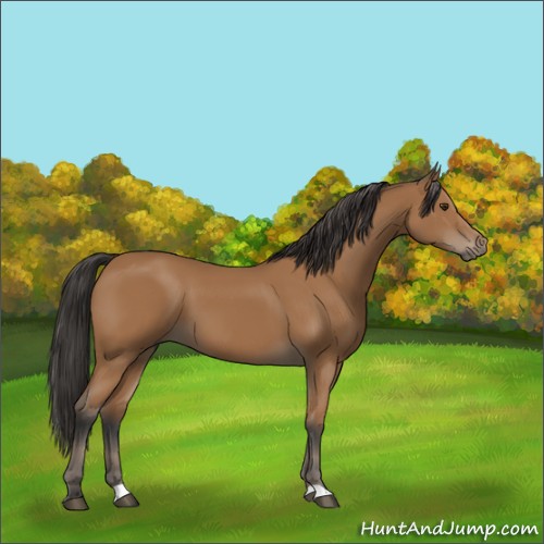 Horse Color:Bay 