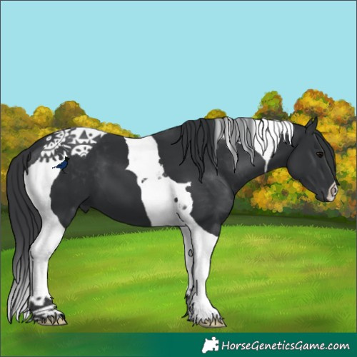 Horse Color:Black Tobiano 