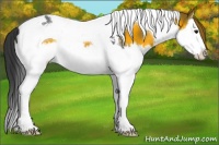 Horse Color:Brown Splash Tobiano 