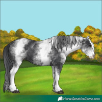 Horse Color:White Spotted Black