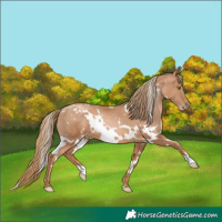 Horse Color:White Spotted Chestnut Pearl Rabicano 