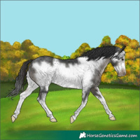 Horse Color:Brown Dun Sabino Frame Rabicano 