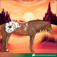 Horse Color:Chestnut Appaloosa
