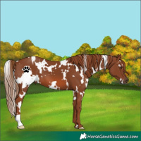 Horse Color:White Spotted Chestnut 