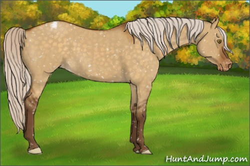 Horse Color:Silver Buckskin Dun Appaloosa 