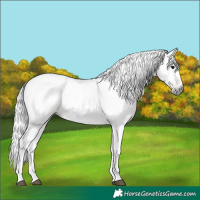 Horse Color:Gray Bay 