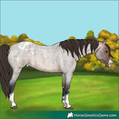 Horse Color:Brown Roan Dun Sabino Appaloosa Rabicano