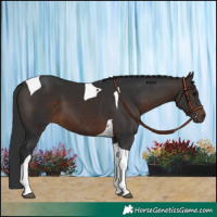 Horse Color:Brown Tobiano 
