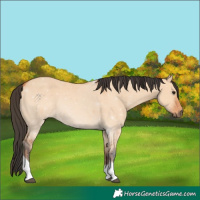 Horse Color:Bay Dun Tobiano 