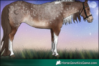 Horse Color:Liver Chestnut Tobiano 