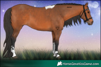 Horse Color:Bay Tobiano 