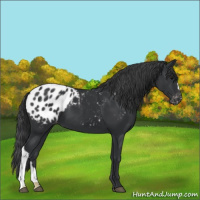 Horse Color:Black Appaloosa 
