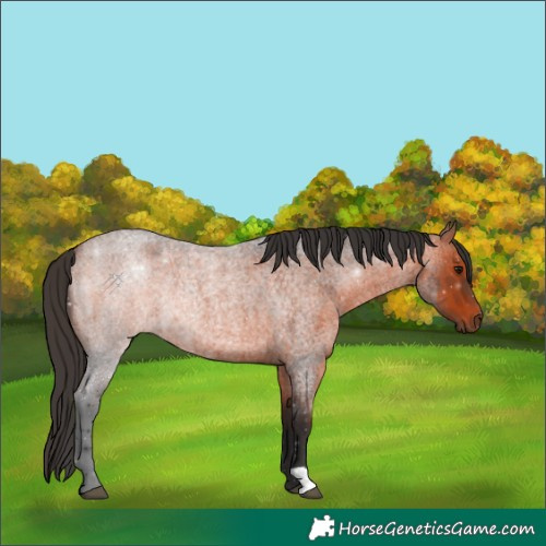 Horse Color:Bay Roan 