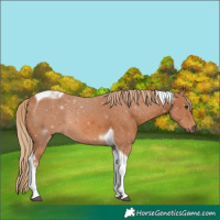 Horse Color:Chestnut Tobiano 