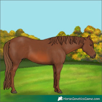 Horse Color:Chestnut 